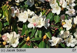 Rhododendron wardii ‘Ehrengold’ (różanecznik Warda 'Ehrengold')