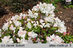 Rhododendron williamsianum (różanecznik Williamsa)