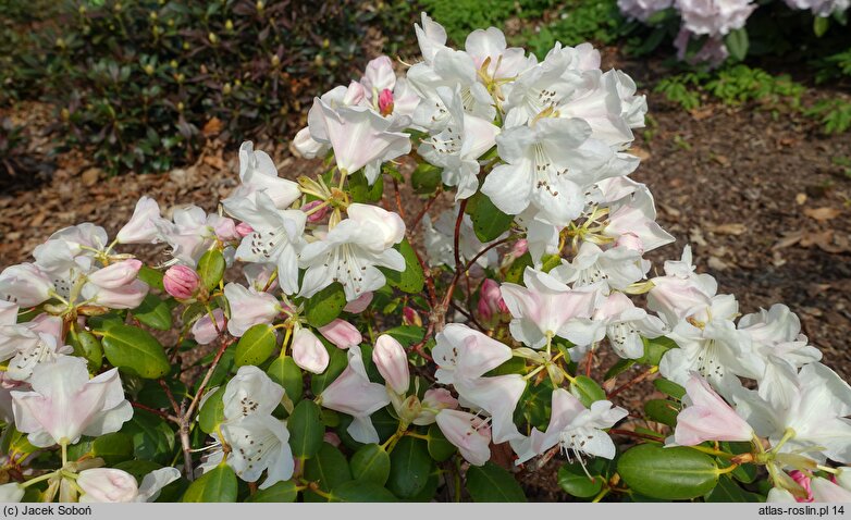 Rhododendron williamsianum (różanecznik Williamsa)