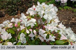 Rhododendron williamsianum (różanecznik Williamsa)