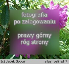 Rhododendron Bolesław Chrobry