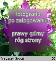 Rhododendron Bolesław Chrobry