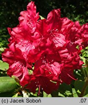 Rhododendron Cardinal