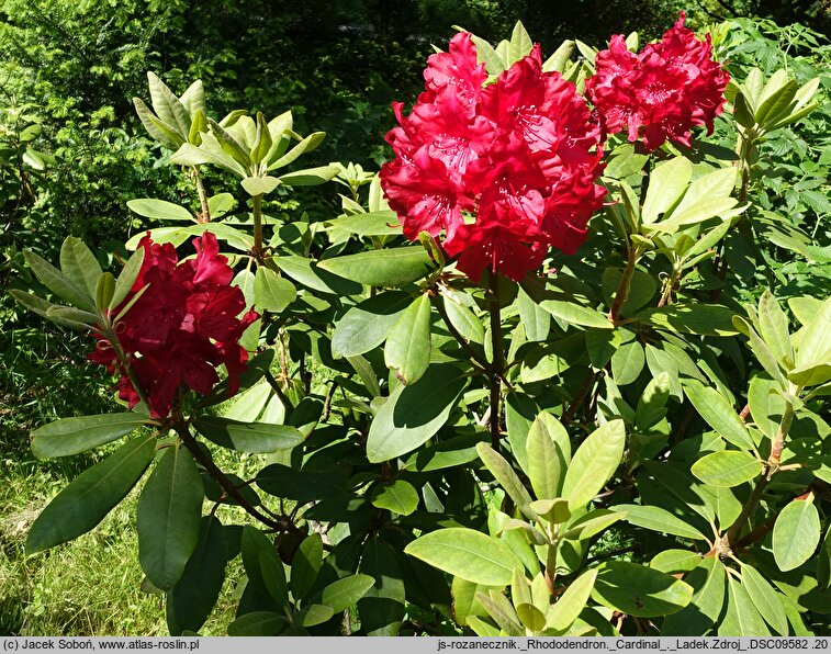 Rhododendron Cardinal