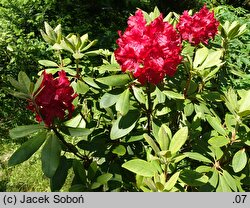 Rhododendron Cardinal