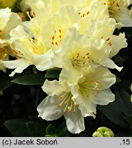 Rhododendron hort. Golden Wonder