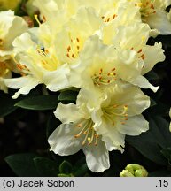 Rhododendron Golden Wonder