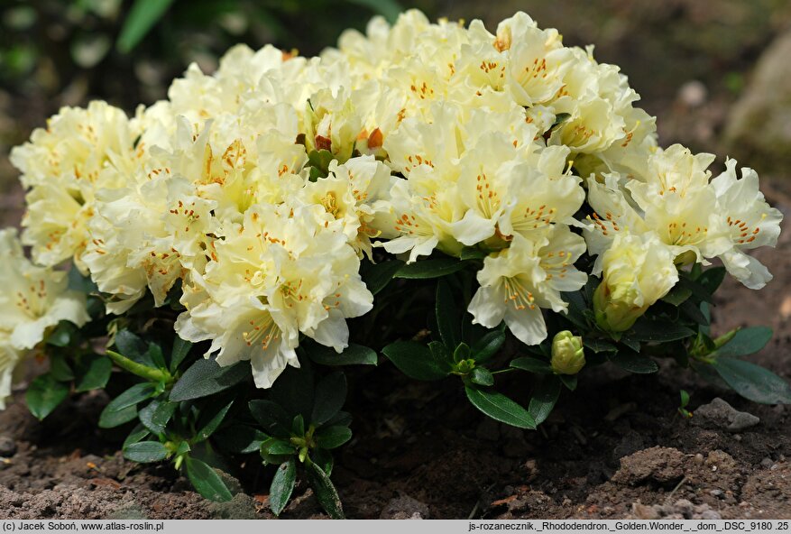 Rhododendron Golden Wonder