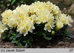 Rhododendron Golden Wonder