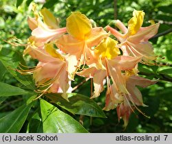 Rhododendron hort. Goldlack