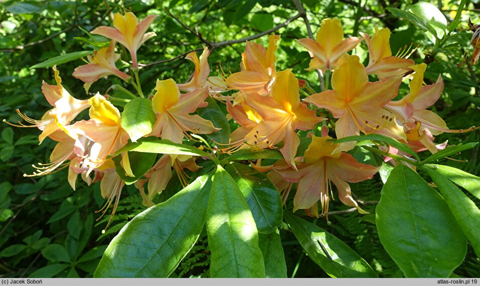 Rhododendron hort. Goldlack