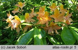 Rhododendron hort. Goldlack