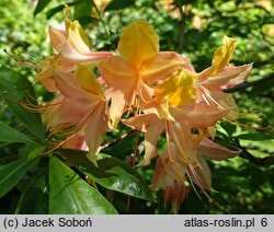 Rhododendron hort. Goldlack
