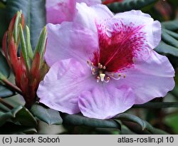Rhododendron hort. Julischka