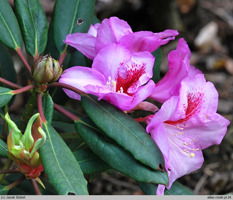 Rhododendron hort. Julischka