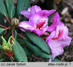 Rhododendron hort. Julischka