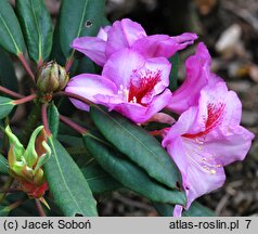 Rhododendron Julischka