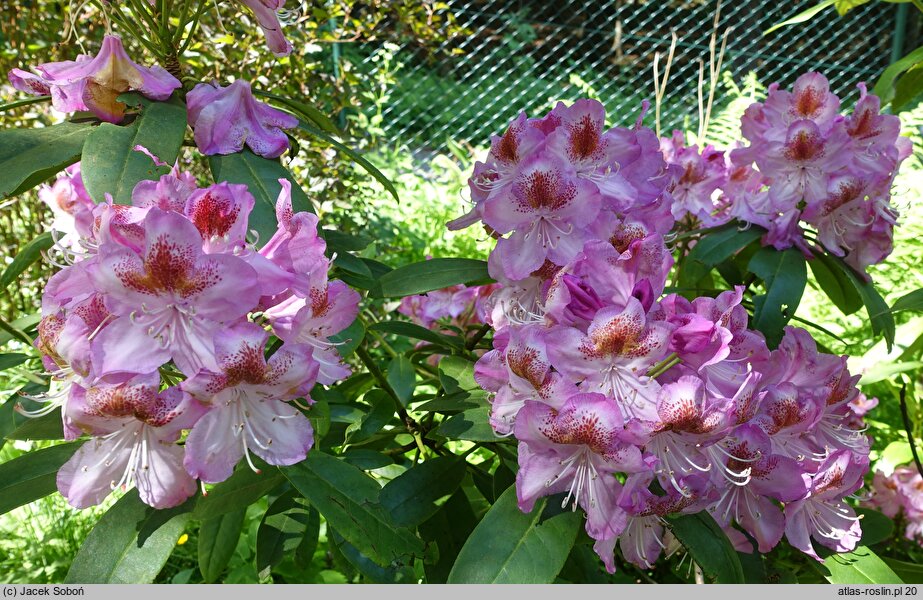 Rhododendron hort. Kazimierz Odnowiciel