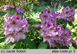 Rhododendron hort. Kazimierz Odnowiciel