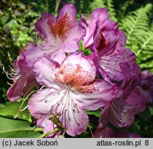 Rhododendron hort. Kazimierz Odnowiciel