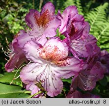 Rhododendron Kazimierz Odnowiciel