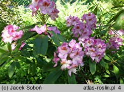Rhododendron hort. Kazimierz Odnowiciel