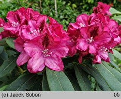 Rhododendron Mieszko I