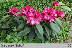Rhododendron hort. Mieszko I