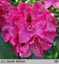 Rhododendron hort. Mieszko I