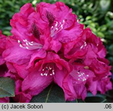 Rhododendron hort. Mieszko I