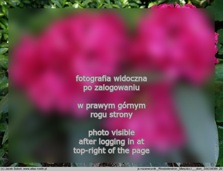 Rhododendron Mieszko I