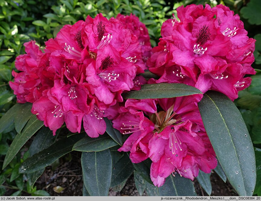 Rhododendron hort. Mieszko I