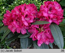 Rhododendron Mieszko I