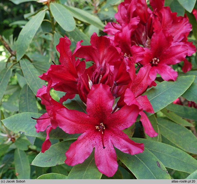 Rhododendron hort. Tarragona