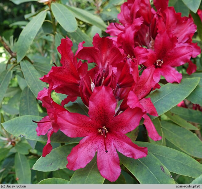 Rhododendron Tarragona