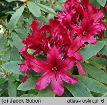 Rhododendron hort. Tarragona