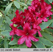 Rhododendron Tarragona