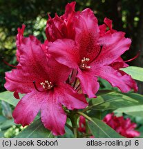 Rhododendron hort. Tarragona