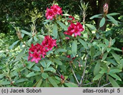 Rhododendron hort. Tarragona