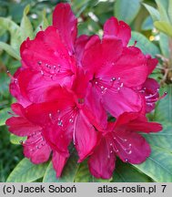 Rhododendron hort. Władysław Jagiełło