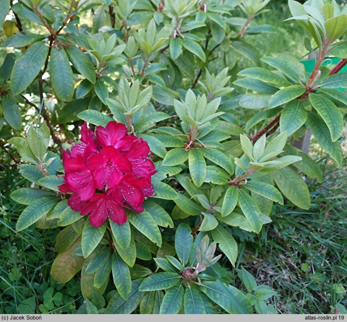 Rhododendron hort. Władysław Jagiełło
