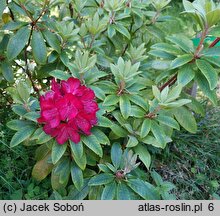 Rhododendron Władysław Jagiełło