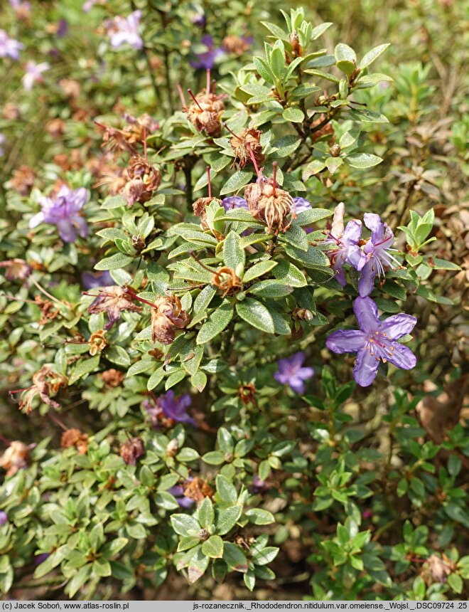 Rhododendron nitidulum var. omeiense