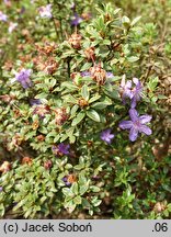 Rhododendron nitidulum var. omeiense