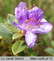 Rhododendron nitidulum var. omeiense