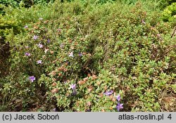 Rhododendron nitidulum var. omeiense