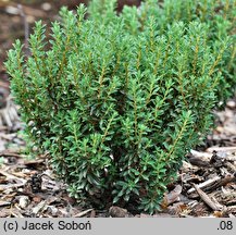 Rhododendron nitidulum var. omeiense