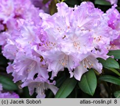Rhododendron hort. Caroline Allbrook
