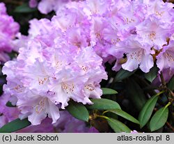 Rhododendron Caroline Allbrook