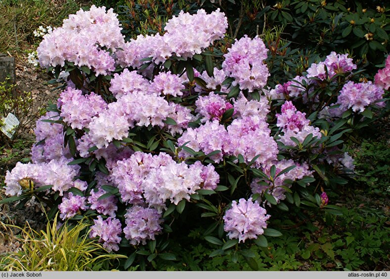 Rhododendron hort. Caroline Allbrook